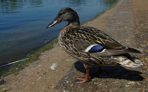 Immagine con anatra, acqua, piume, becco, uccello, stagno, zampe, lago, blu, animale