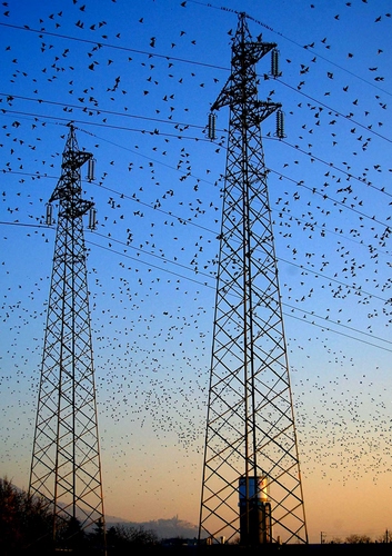 Immagine con uccelli, tralicci, cielo, tramonto, alta, fili, pali, stormi, tensione, stormo, elettricità