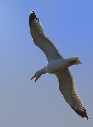 Immagine con ali, cielo, gabbiano, uccello, becco, volo, volare, bianco, volatile, coda, azzurro