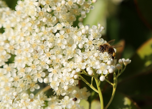 Immagine con ape, fiori, bianco, macro, insetto, verde, fiore, petali, bianchi, rami