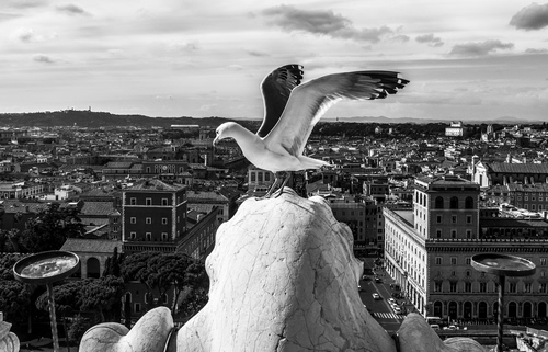 Immagine con gabbiano, panorama, bianconero, ali, uccello, città