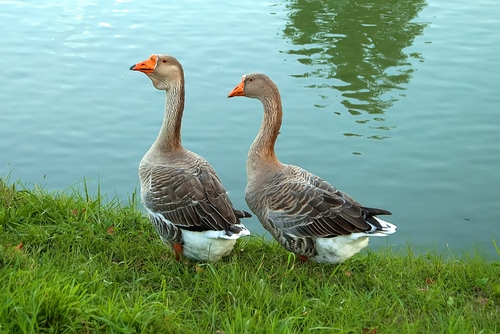 Immagine con oche, acqua, prato, erba, verde, lago, due, becco, anatre