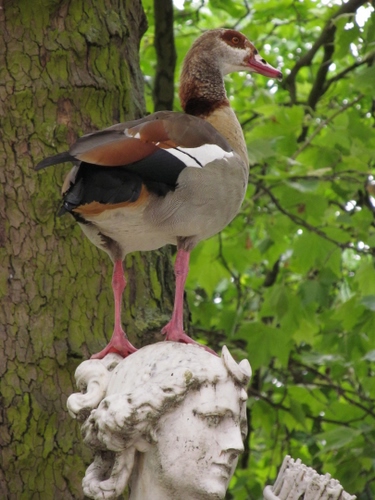 Immagine con statua, anatra, testa, albero, foglie, uccello, zampe, piume, becco, papera, animale