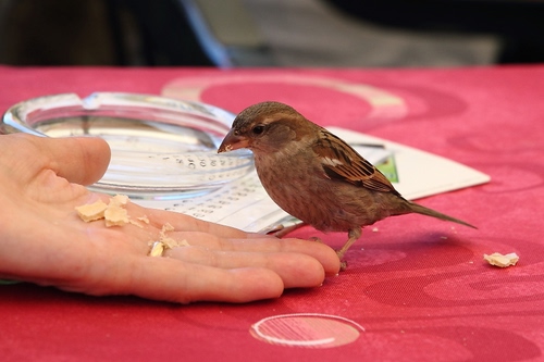 Immagine con mano, briciole, uccello, passero, tovaglia, rosso, dita