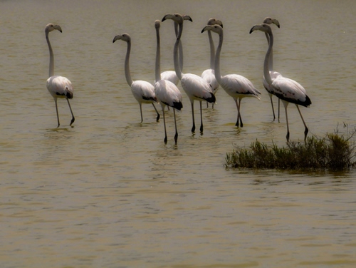 Immagine con acqua, uccelli, fenicotteri, zampe, becco, collo, trampolieri, animali, erba, piume, lago