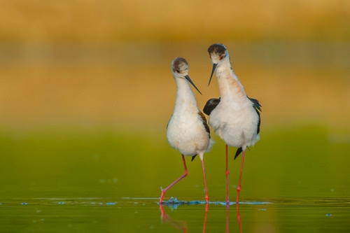 Immagine con uccelli, acqua, coppia, piume, zampe, due, trampoli, amore, lago, animali