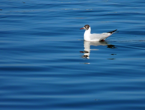 Immagine con acqua, gabbiano, uccello, azzurro, riflesso, bianco, becco, mare, uccelli, lago, blu