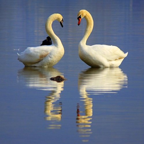 Immagine con cigni, acqua, bianco, becchi, riflesso, riflessi, due, collo, uccelli, becco, colli, lago, piume, ali, azzurro, cigno