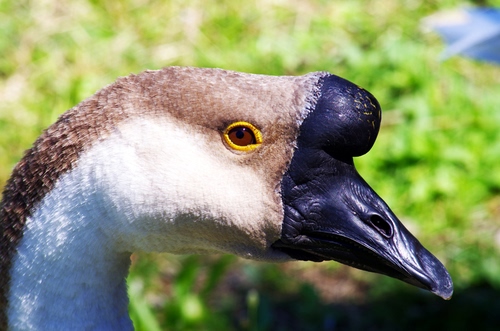 Immagine con becco, nero, occhio, oca, uccello, volatile, collo, animale, bianco