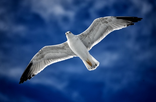 Immagine con gabbiano, ali, cielo, bianco, uccello, nero, volo, azzurro, piume, nuvole, blu, volare, aperte