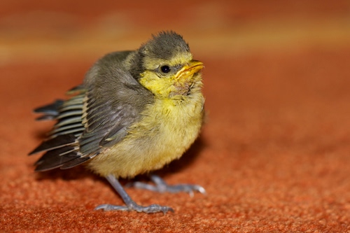Immagine con uccello, becco, piume, giallo, zampe, volatile, passero, animale