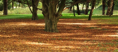 Immagine con foglie, alberi, verde, autunno, prato, rami, parco, marrone, ombra, erba, piante, tronchi