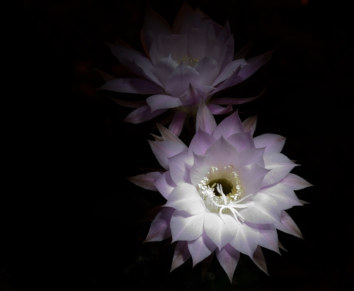 Immagine con fiori, petali, nero, bianco, pistilli, due, viola, fiore, stami, macro, flora, corolle, sfondo