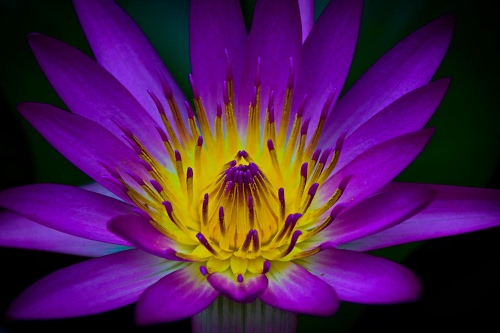 Immagine con giallo, petali, viola, fiore, corolla, stami, macro, nero, pistilli, lilla, fiori, sfondo