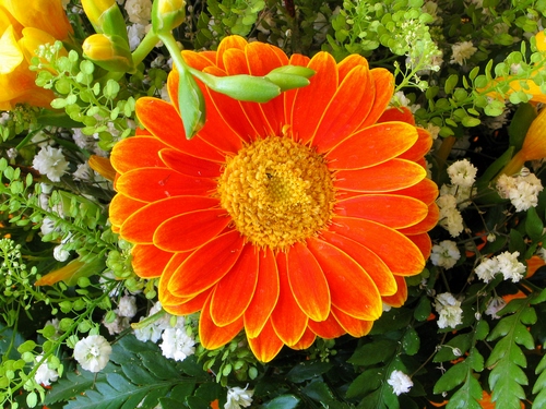 Immagine con petali, fiore, verde, arancione, giallo, fiori, foglie, rosso, arancio, bianco