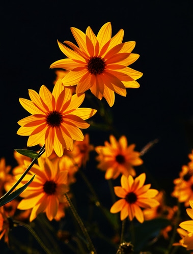 Immagine con petali, fiori, giallo, arancio, margherite, corolle, foglie, nero, controluce
