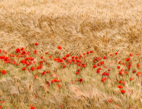 Immagine con rosso, papaveri, grano, spighe, campo, fiori, rossi