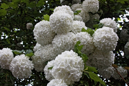 Immagine con verde, fiori, bianco, foglie, ortensie, cespuglio, ortensia, bianchi