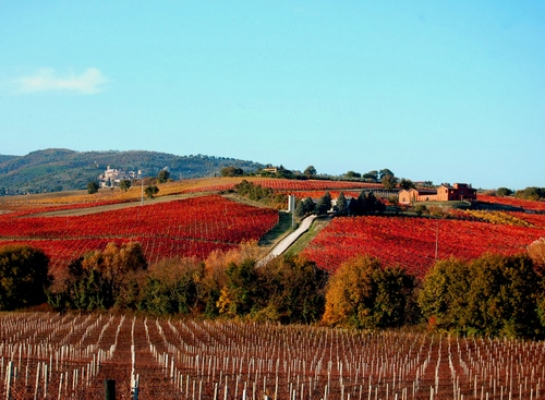 Immagine con rosso, colline, vigneti, alberi, autunno, panorama, paesaggio, cielo, campi, filari