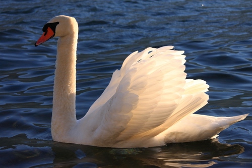 Immagine con cigno, acqua, bianco, ali, uccello, becco, animale