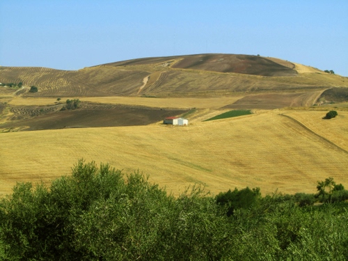 Immagine con colline, alberi, campi, campagna, verde, paesaggio, collina, panorama, giallo, casolare, casa, cascina