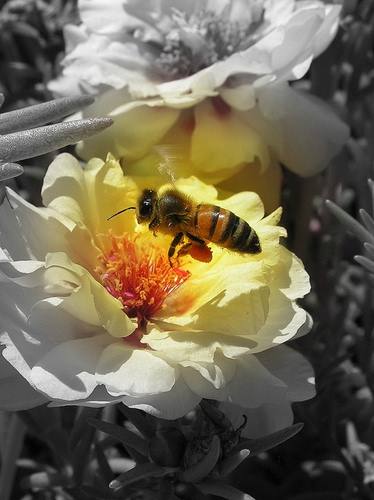 Immagine con ape, fiore, petali, insetto, macro, giallo, fiori, bianco
