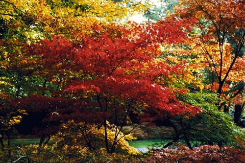 Immagine con foglie, autunno, alberi, rosso, colori, giallo, rami, parco, verde, acero, bosco