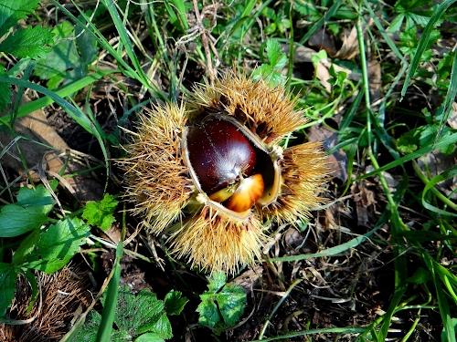 Immagine con marrone, riccio, verde, erba, foglie, castagna, castagne, spine, autunno, aghi, fili