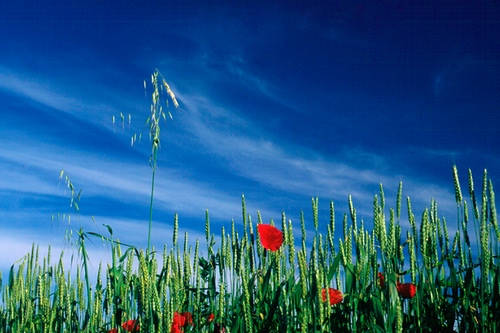 Immagine con papaveri, cielo, verde, grano, spighe, blu, azzurro, rosso, fiori