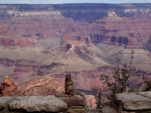 Immagine con montagne, sassi, alberi, animale, pianta, verde, rocce, roccia, canyon, panorama, animali, piante, roditore, cielo, paesaggio, marmotta, montagna, scoiattolo