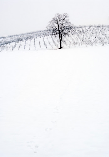 Immagine con albero, bianco, neve, inverno, rami, bianconero, minimalismo, paesaggio