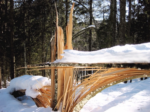 Immagine con inverno, neve, alberi, legno, bosco, pineta, bianco