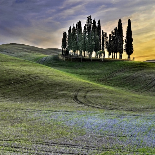 Immagine con cipressi, colline, alberi, collina, verde, tramonto, prato, prati, paesaggio, fiori