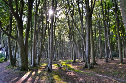 Immagine con alberi, bosco, foglie, rami, sole, tronchi, ombre, verde, controluce, ombra, terreno
