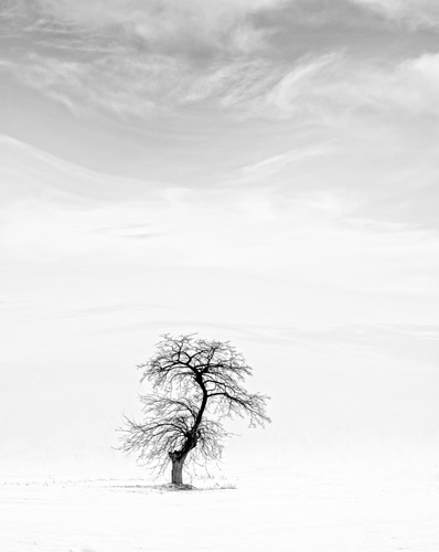 Immagine con albero, bianco, rami, neve, bianconero, inverno, nuvole, solitario, minimalismo