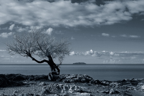 Immagine con albero, mare, nuvole, bianconero, acqua, isola, panorama, pietre, cielo, rami