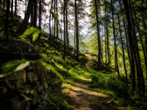 Immagine con alberi, sentiero, bosco, verde, tronchi, montagna, ombre, luce