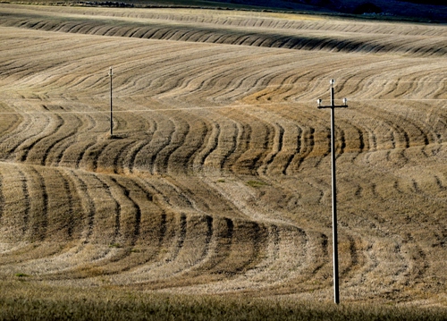 Immagine con pali, fili, curve, campi, campo, campagna, grano, linee, onde, righe, giallo, solchi, marrone, agricoltura, due