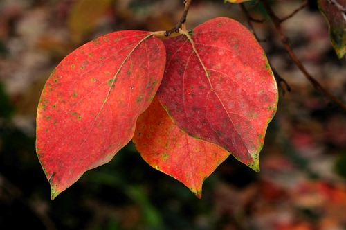 Immagine con foglie, rosso, rami, tre, autunno, sfocato, macro, venature