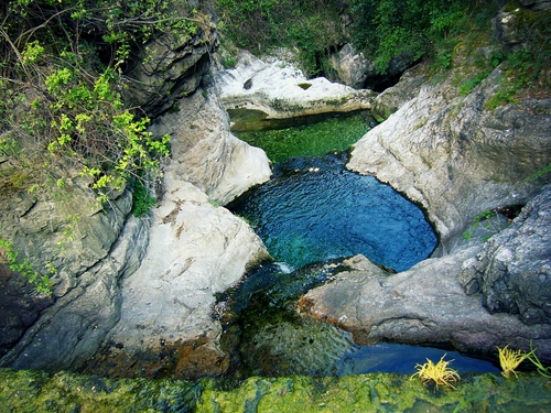 Immagine con rocce, acqua, verde, piante, torrente, alberi, rami, pozze, fiori, ruscello