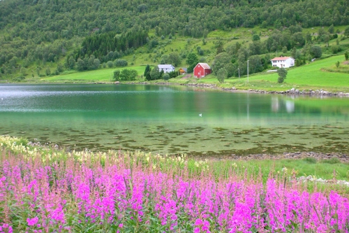 Immagine con fiori, lago, alberi, case, montagna, acqua, lilla, verde, panorama, paesaggio, rosa