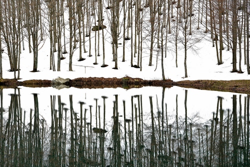 Immagine con neve, alberi, riflesso, acqua, inverno, lago, bianco