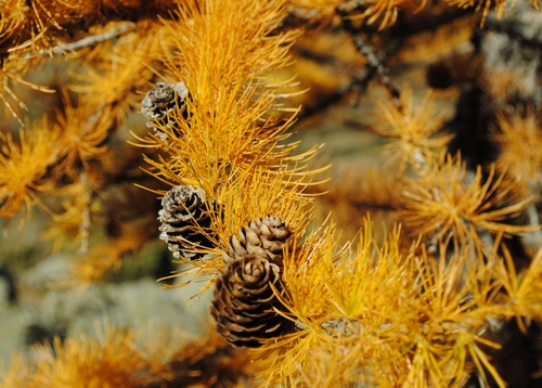 Immagine con pigne, aghi, autunno, giallo, pino, rami, marrone, pigna, albero