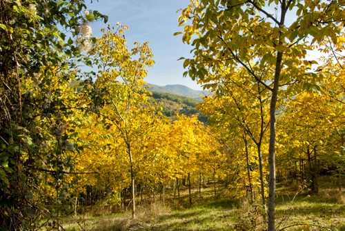 Immagine con alberi, foglie, autunno, giallo, verde, rami, bosco, gialle, filari
