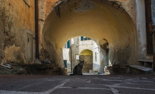 Immagine con gatto, arco, strada, vicolo, animale, porta, gradini, archi, portico