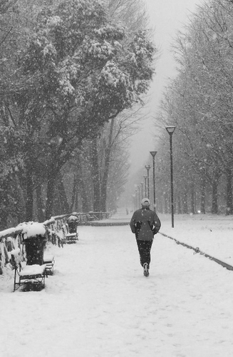 Immagine con neve, lampioni, viale, panchine, alberi, inverno, bianconero, bianco