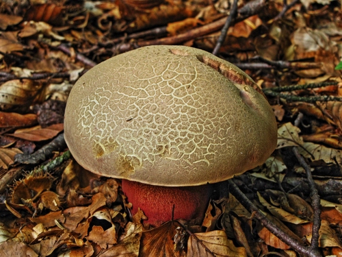 Immagine con foglie, fungo, rami, autunno, gambo, cappella, cappello, bosco