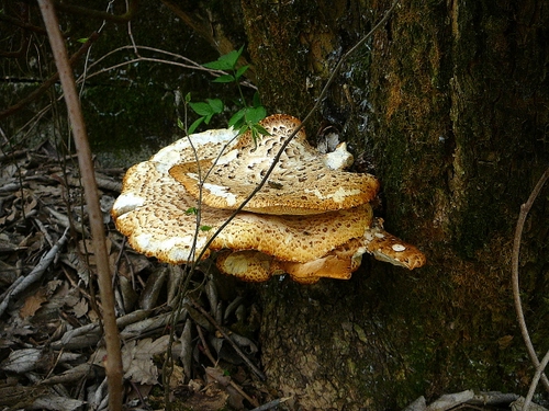 Immagine con foglie, tronco, fungo, albero, bosco, funghi, verde, rami, sottobosco, pianta