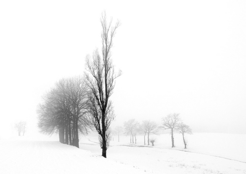 Immagine con alberi, neve, inverno, nebbia, bianco, rami, bianconero, nero, paesaggio, viale, foschia