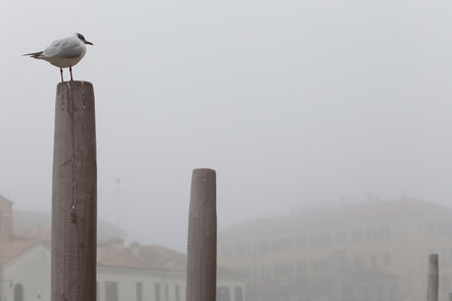 Immagine con nebbia, pali, uccello, case, gabbiano, tre, zampe, grigio, becco, finestre, volatile, animale